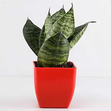 Foliage & Air Purifying Plant Set