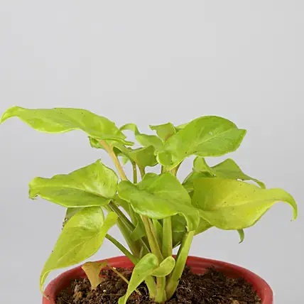 Xanadu Plant In Red Ceramic Pot