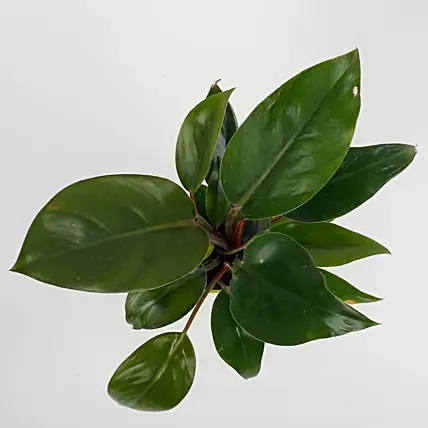 Philodendron Red Plant In Imported Plastic Pot