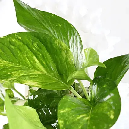 Foliage Plants In Whhite Foldable Planter