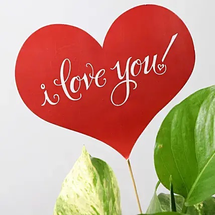 Money Plant Terrarium With Love You Tag