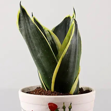Lotus Sansevieria Plant Rose Decoupage Ceramic White Planter