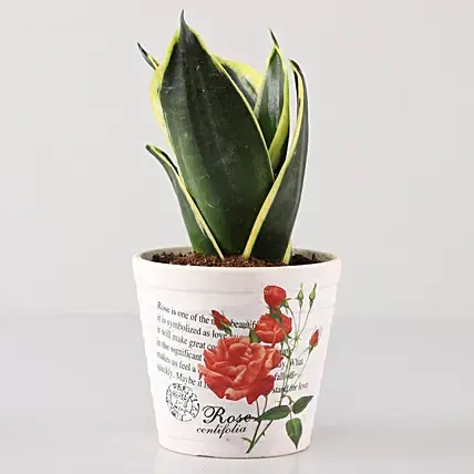 Lotus Sansevieria Plant Rose Decoupage Ceramic White Planter