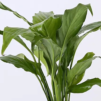 Peace Lily Plant With Promise Love Birds Mug