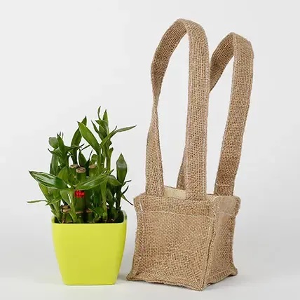 Carry Lucky Bamboo Plant Around