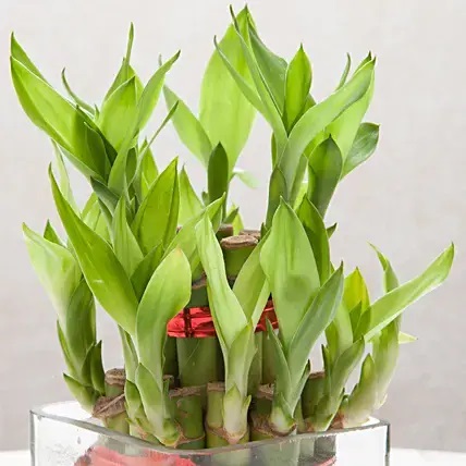 Bringing Good Luck 2 Layer Bamboo
