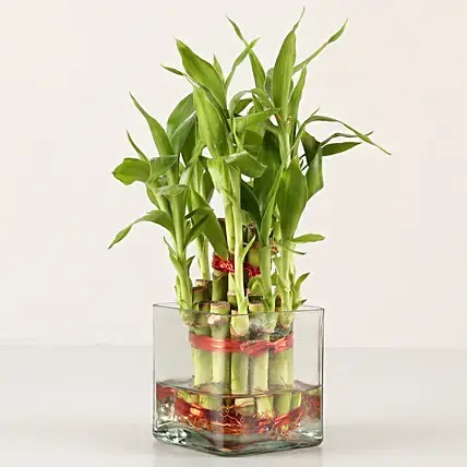 2 Layer Bamboo Plant For Best Wife