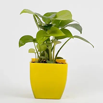 Golden Money Plant In Yellow Pot