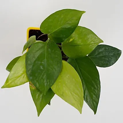Golden Money Plant In Yellow Pot