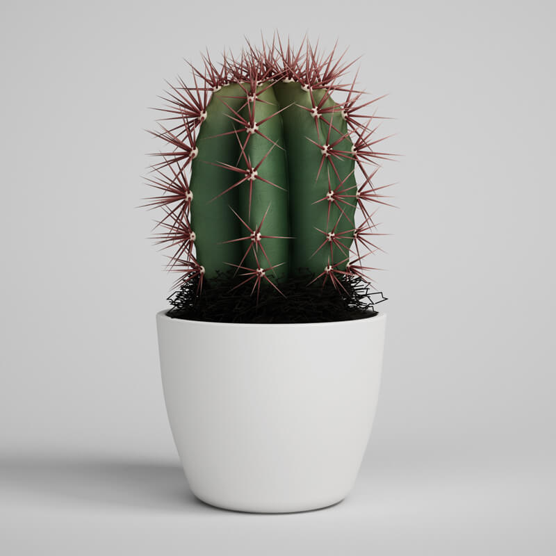 Cactus