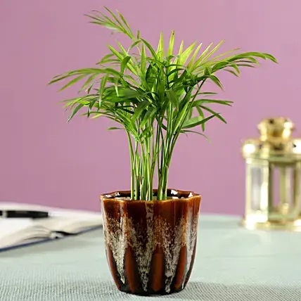 Chamaedorea Palm Plant In Brown Ceramic Pot