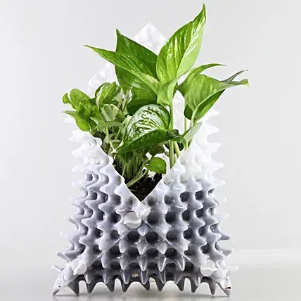 Foliage Plants In Whhite Foldable Planter