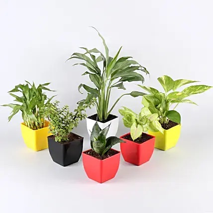 Gorgeous Set Of Six House Plants