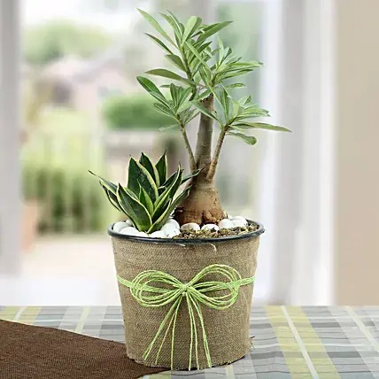 Green Home Decor Dish Garden