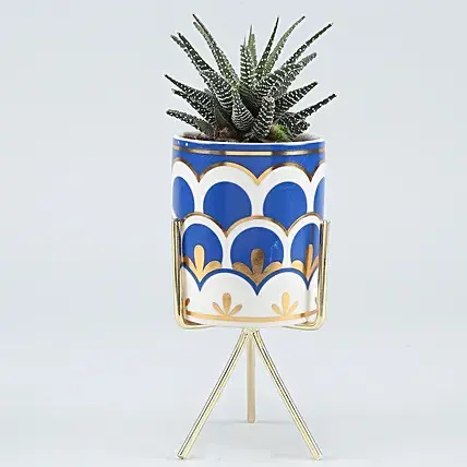 Haworthia Plant In Ceramic Pot With Golden Stand