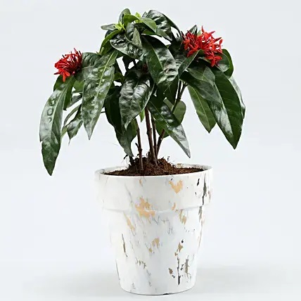 Ixora Plant In Corn Shaped Marble Pot