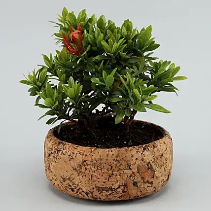 Ixora Plant In Round Cork Planter