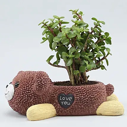 Jade Plant In Brown Love You Bear Ceramic Pot