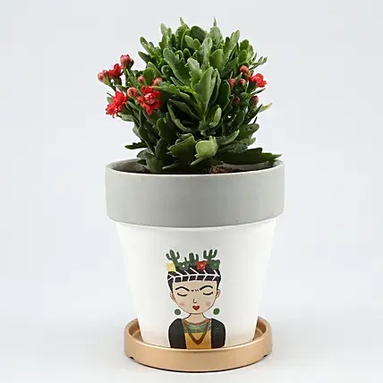 Kalanchoe Plant In Girl Printed Golden Plate Pot