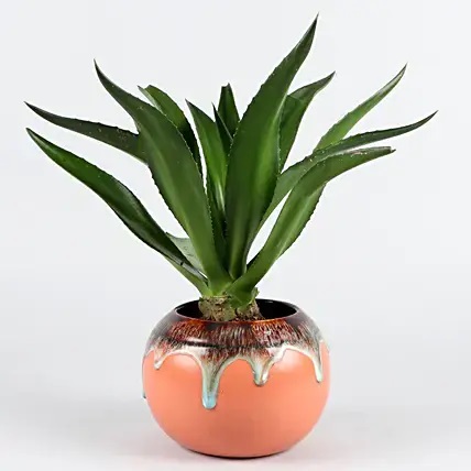 Lotus Cactus Plant In Peach Ceramic Pot