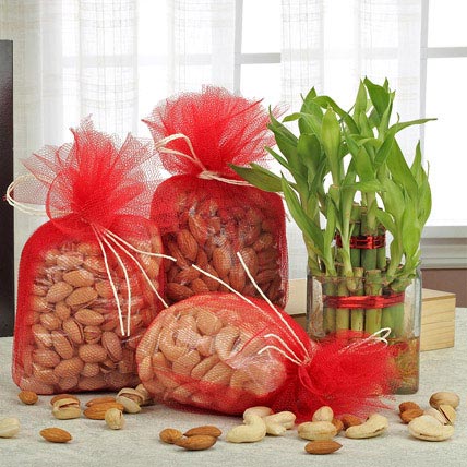 Lovely Combo Bamboo Plant & Dry Fruits