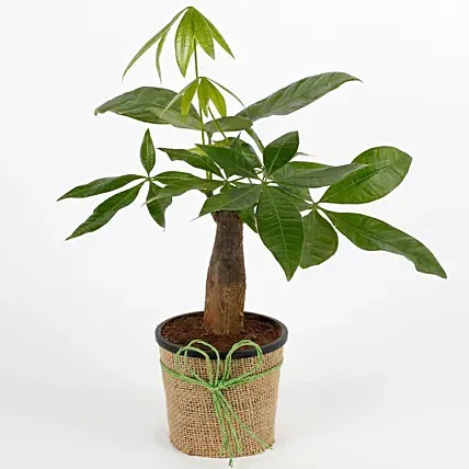 Lucky Pachira Bonsai Plant