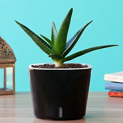 Mini Aloevera Plant In Self Watering Pot