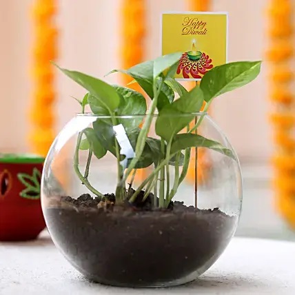 Money Plant Terrarium For Diwali
