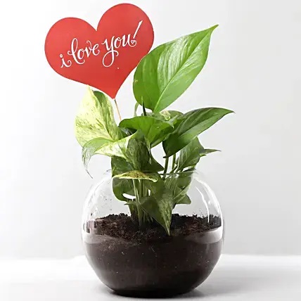 Money Plant Terrarium With Love You Tag