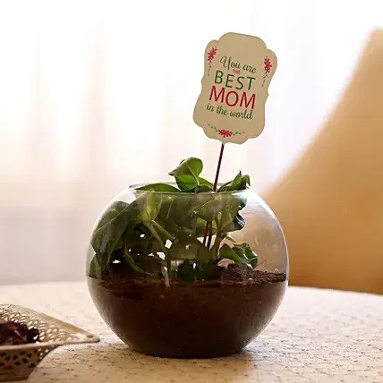 Money Plant In Rounded Vase With Best Mom Tag