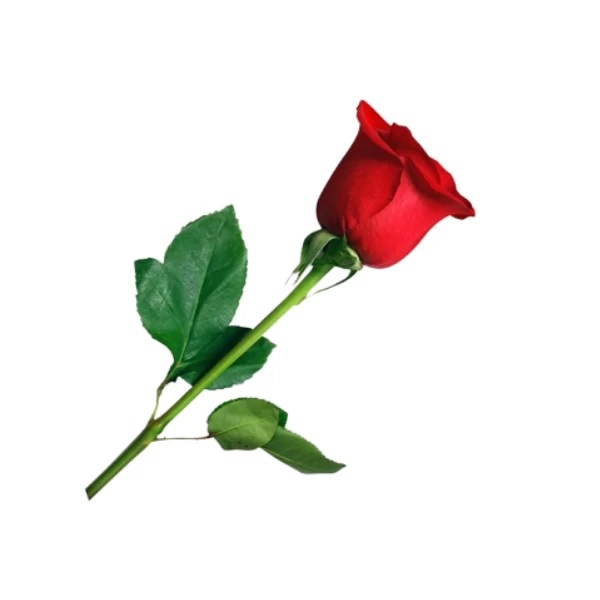Buy Single Red Rose Online
