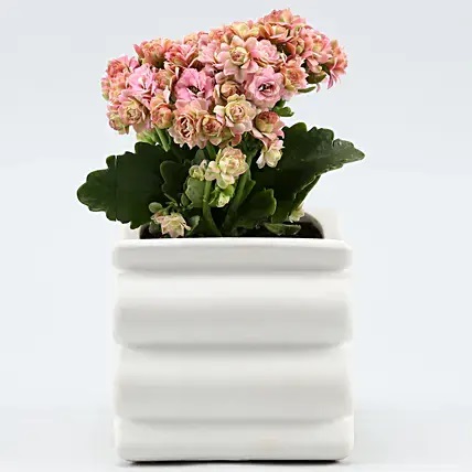 Orange Kalanchoe Plant In Spring Shaped Pot