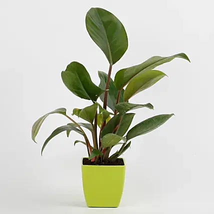 Philodendron Red Plant In Imported Plastic Pot