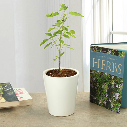 Plant Tulsi