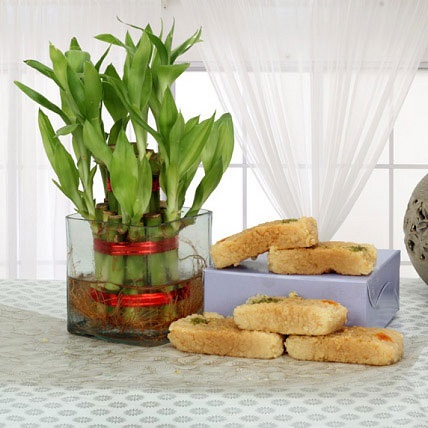 Plant With Box Of Milk Cake