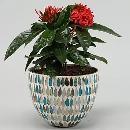 Red Ixora Plant In Mosaic Glass Pot