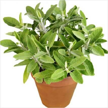 Sage, Sefakuss - Plant