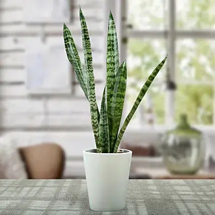 Sansevieria Air Purifying Plant