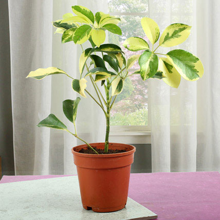  Schefflera Plant
