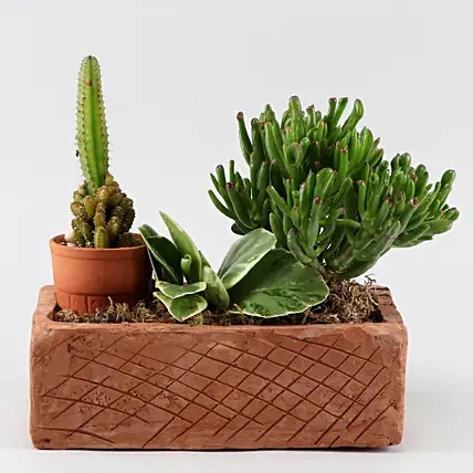 Set Of 3 Succulent Plants In Brick Shaped Planter