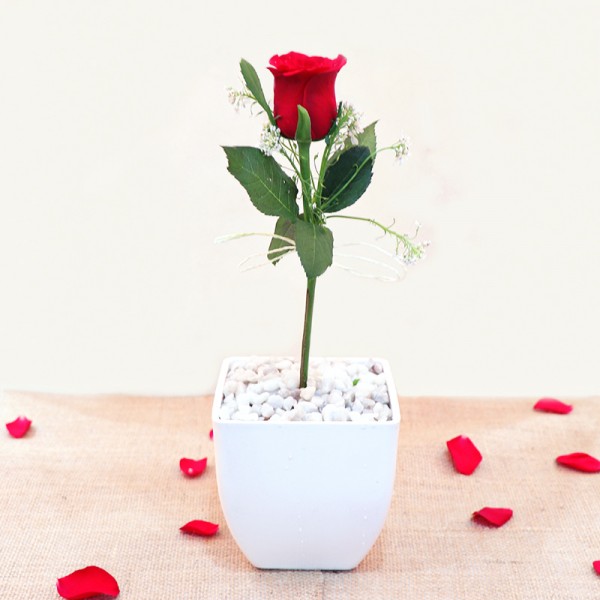 Single Rose Pot