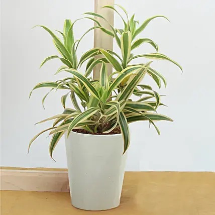 Song Of India Air Purifying Plant