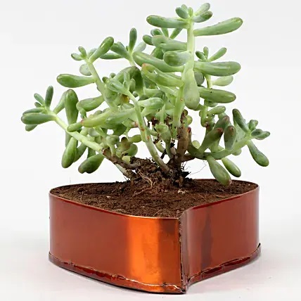 Stonecrop Succulent Plant In Orange Heart Pot