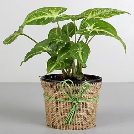 Syngonium Plant Elegance