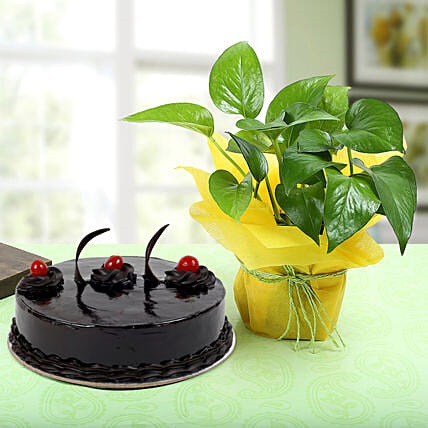 Truffle Cake N Money Plant
