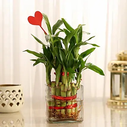 Two Layer Lucky Bamboo With Heart Shaped Tag