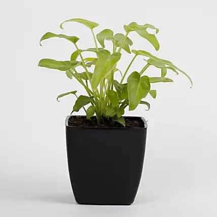 Xanadu Philodendron Golden Plant In Imported Plastic Pot