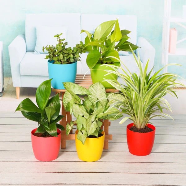 Plant Pack For Healthy Home-Office