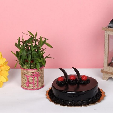 Lucky Bamboo And Chocolate Truffle Cake