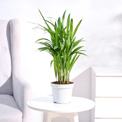 Areca Palm Plant